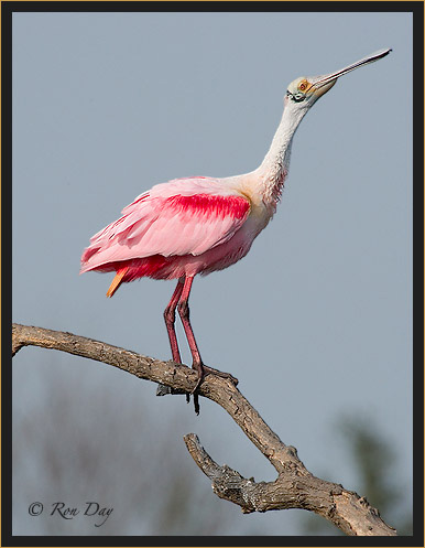 Roseate Spoonbill in Breeding Plumage, High Island